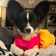 Roxy joined the competition — help win amazing prizes! animal, black_and_white, blanket, companion, cozy, cute, dog, domestic_animal, face, fur, indoor, long_ears, lying_down, paw, pet_clothing, pink_outfit, portrait, resting, small_dog, yellow_outfit