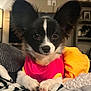 animal, black_and_white, blanket, companion, cozy, cute, dog, domestic_animal, face, fur, indoor, long_ears, lying_down, paw, pet_clothing, pink_outfit, portrait, resting, small_dog, yellow_outfit