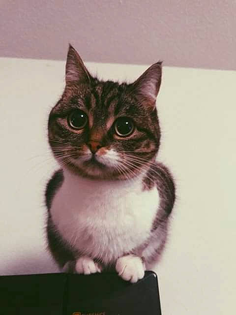 Globule a rejoint le concours — aidez-le/la à gagner de superbes lots ! american_shorthair, american_wirehair, asian, carnivore, cat, domestic_short_haired_cat, european_shorthair, felidae, kitten, small_to_medium_sized_cats, tabby_cat, whiskers