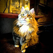 Mr Puff joined the competition — help win amazing prizes! animal, brown, carpet, cat, cozy, domestic_cat, ears, feline, fluffy, framed_picture, furniture, indoor, light, paws, pet, sitting, tabby_cat, vintage, whiskers, white