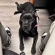 Amy a rejoint le concours — aidez-le/la à gagner de superbes lots ! dog, black_dog, pet, pink_collar, collar, paws, close_up, looking_up, eyes, wooden_floor, indoor, sneakers, shoes, person_legs, seated_person, chair_wheel, desk, portrait, close_range, friendly