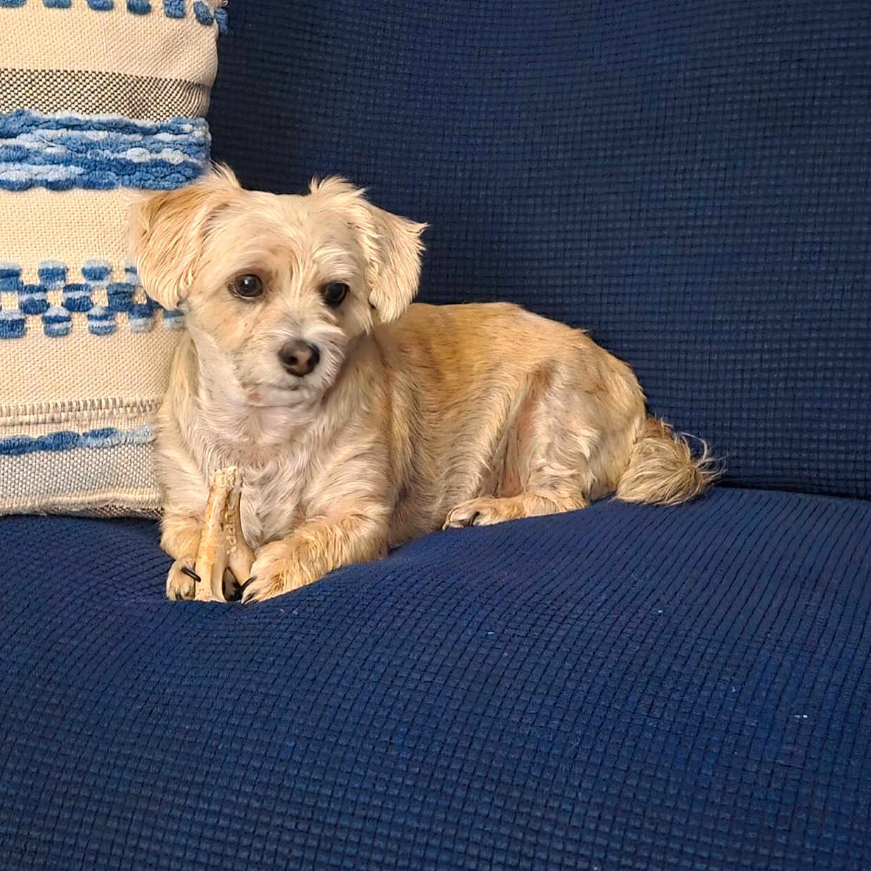 Bella