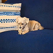 Bella is registered to the contest to win money with this photo: dog, puppy, small_dog, cream_dog, lying_down, chewing, chew_toy, couch, sofa, blue_couch, pillows, blanket, indoor, home, living_room, pet, fur, floppy_ears, relaxed, cozy