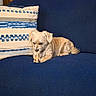 dog, puppy, small_dog, cream_dog, lying_down, chewing, chew_toy, couch, sofa, blue_couch, pillows, blanket, indoor, home, living_room, pet, fur, floppy_ears, relaxed, cozy