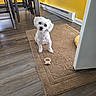 Tobie joined the competition — help win amazing prizes! dog, small_dog, white_fur, fluffy, pet, animal, sitting, indoors, rug, carpet, wood_floor, yellow_wall, tile, dining_room, chairs, toy, squeaky_toy, portrait, looking_at_camera, home