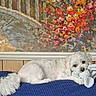 Tobie joined the competition — help win amazing prizes! dog, white_dog, toy, blue_blanket, fluffy_tail, indoor, painting, floral_art, wood_paneling, cozy, pet, relaxed, cute, small_dog, stuffed_toy, resting, animal, home, comfort, decor