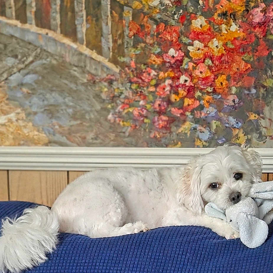 Tobie joined the competition — help win amazing prizes! dog, white_dog, toy, blue_blanket, fluffy_tail, indoor, painting, floral_art, wood_paneling, cozy, pet, relaxed, cute, small_dog, stuffed_toy, resting, animal, home, comfort, decor