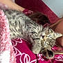 Lily joined the competition — help win amazing prizes! kitten, cat, sleeping, tabby, person, maroon_shirt, floral_pattern, blanket, pink, white, cozy, nap, fur, animal, pet, indoor, resting, cute, young_cat, comfort
