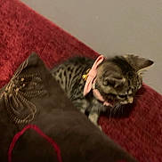 Lily is registered to the contest to win money with this photo: kitten, cat, tabby, collar, bow, pillow, red_couch, indoor, pet, feline, small, cute, fur, animal, domestic, curious, resting, brown, decor, texture