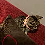 kitten, cat, tabby, collar, bow, pillow, red_couch, indoor, pet, feline, small, cute, fur, animal, domestic, curious, resting, brown, decor, texture