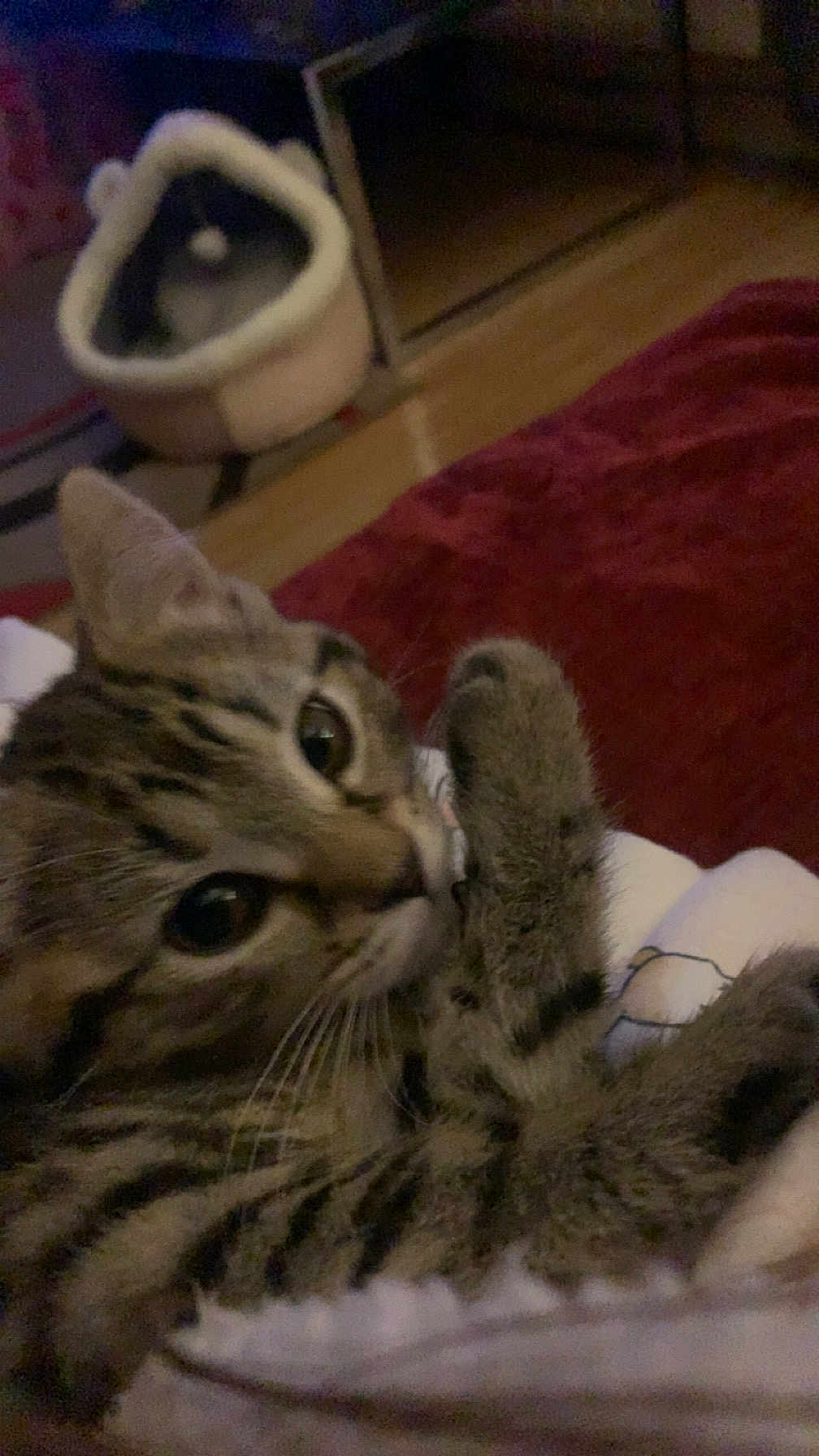 Lily