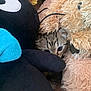 Lily joined the competition — help win amazing prizes! kitten, cat, plush_toy, stuffed_animal, black, blue_bow, beige, furry, cute, cozy, peeking, hiding, soft_texture, small, animal, indoors, close_up, toy, playful, pet