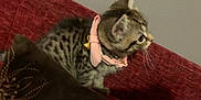 Lily is registered to the contest to win money with this photo: kitten, cat, pink_collar, bell, red_couch, brown_pillow, feline, pet, indoor, curious, small, whiskers, fur, striped, tabby, side_view, cute, animal, domestic_cat, resting