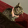 kitten, cat, pink_collar, bell, red_couch, brown_pillow, feline, pet, indoor, curious, small, whiskers, fur, striped, tabby, side_view, cute, animal, domestic_cat, resting
