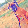 Vanéo a rejoint le concours — aidez-le/la à gagner de superbes lots ! dog, boxer, leash, fence, outdoor, grass, dirt, pet, animal, sitting, collar, canine, nature, park, quiet, brown, watchful, daytime, resting, young