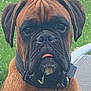 Vanéo participe au concours pour gagner de l'argent avec cette photo : dog, boxer, pet, animal, close_up, outdoor, grass, collar, brown, black_muzzle, tongue_out, face, ears, canine, portrait, fur, leisure, domestic_animal, cute, friendly