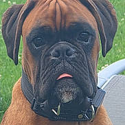 Vanéo a rejoint le concours — aidez-le/la à gagner de superbes lots ! dog, boxer, pet, animal, close_up, outdoor, grass, collar, brown, black_muzzle, tongue_out, face, ears, canine, portrait, fur, leisure, domestic_animal, cute, friendly