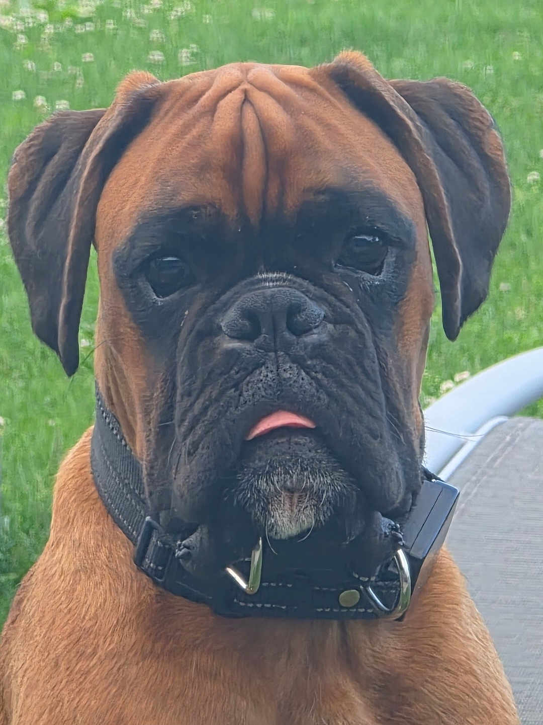 Vanéo a rejoint le concours — aidez-le/la à gagner de superbes lots ! dog, boxer, pet, animal, close_up, outdoor, grass, collar, brown, black_muzzle, tongue_out, face, ears, canine, portrait, fur, leisure, domestic_animal, cute, friendly