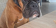 Vanéo a rejoint le concours — aidez-le/la à gagner de superbes lots ! dog, boxer, birthday_candle, chocolate_treat, table, indoor, pet, animal, brown_dog, focused, closeup, portrait, furniture, living_room, floor, wall_art, collar, snout, ears, expression