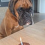 dog, boxer, birthday_candle, chocolate_treat, table, indoor, pet, animal, brown_dog, focused, closeup, portrait, furniture, living_room, floor, wall_art, collar, snout, ears, expression