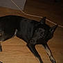 dog, black_dog, lying_down, indoor, wooden_floor, pet, animal, curious, looking_up, canine, floor, domestic, fur, ears, paws, resting, home, brown_floor, shadow, quiet