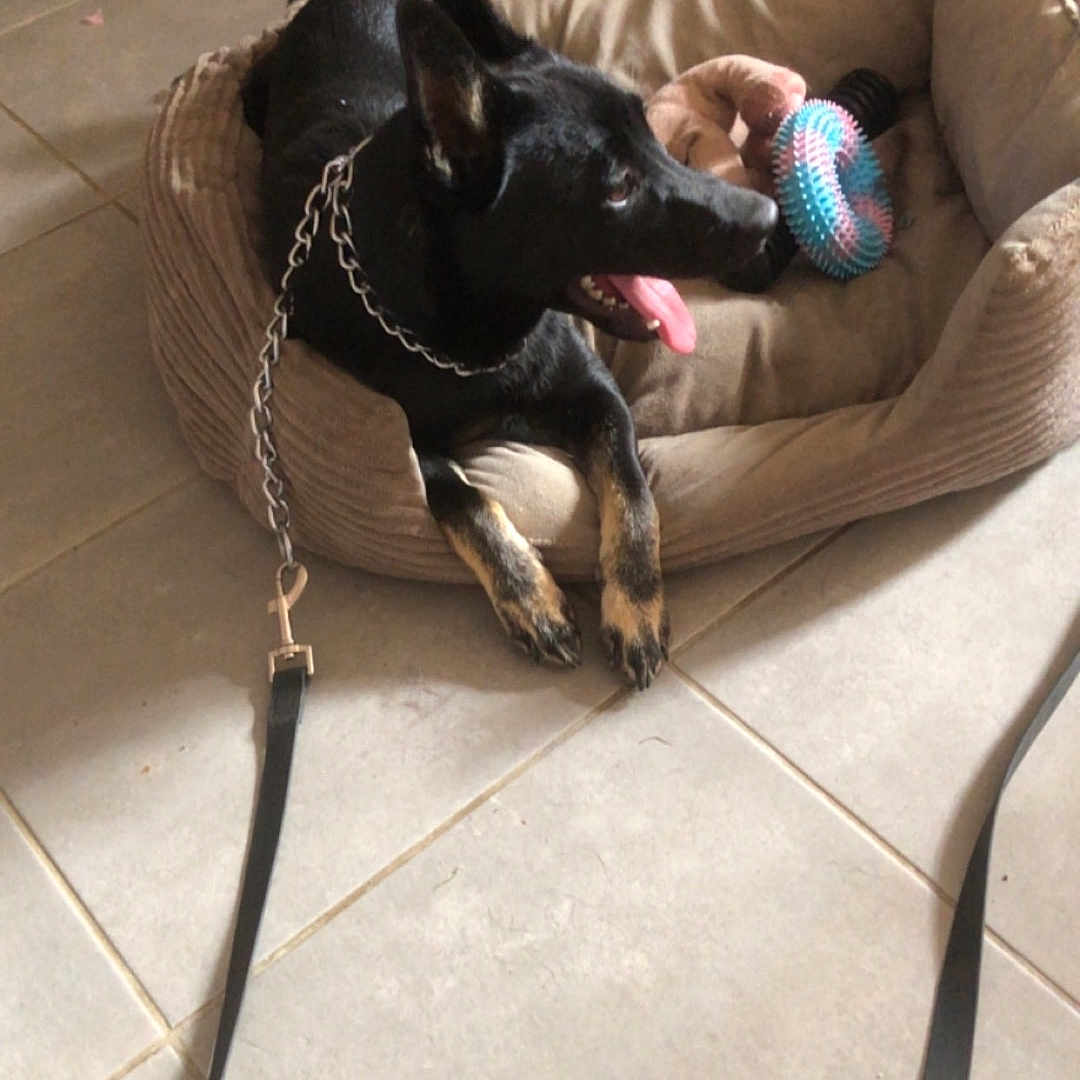Venus participe au concours pour gagner de l'argent avec cette photo : animal, black_dog, chain_collar, cozy, dog, floor, foot, happy, home, indoor, leash, paw, pet, pet_bed, relaxed, resting, sock, tile_floor, tongue_out, toy