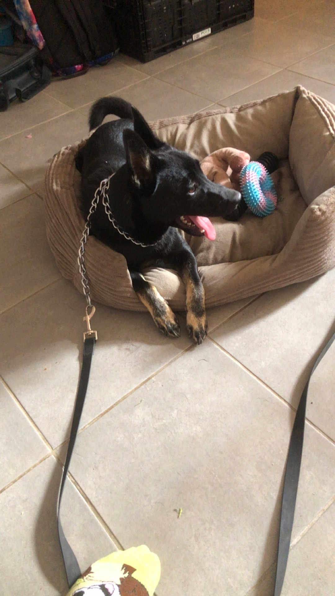 Venus participe au concours pour gagner de l'argent avec cette photo : dog, black_dog, pet_bed, toy, leash, floor, tile_floor, indoor, paw, tongue_out, resting, chain_collar, foot, sock, pet, animal, cozy, happy, relaxed, home