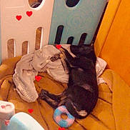 Venus a rejoint le concours — aidez-le/la à gagner de superbes lots ! dog, puppy, blanket, toy, plush_toy, playpen, indoor, sleeping, cozy, brown, blue, pink, black_dog, resting, comfort, home, heart, soft, pet, cute