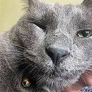 Dougie joined the competition — help win amazing prizes! cat, gray_cat, close_up, green_eye, whiskers, fur, pet, animal, face, resting, hand, comfort, cozy, indoor, portrait, feline, cute, relaxed, domestic_cat, mammal