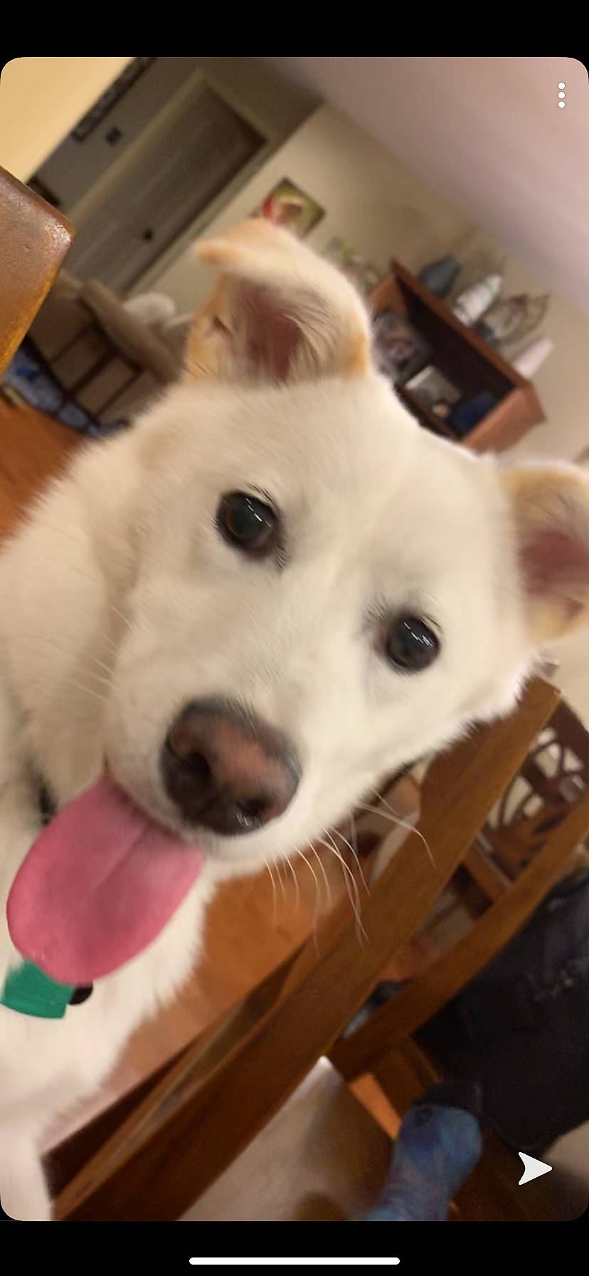 Leo is registered to the contest to win money with this photo: berger_blanc_suisse, canidae, carnivore, companion_dog, dog, dog_breed, japanese_spitz, kintamani, korean_jindo_dog, labrador_husky, mammal, non_sporting_group, nose, puppy, rare_breed_dog, skin, sporting_group, vertebrate, whiskers, white_shepherd