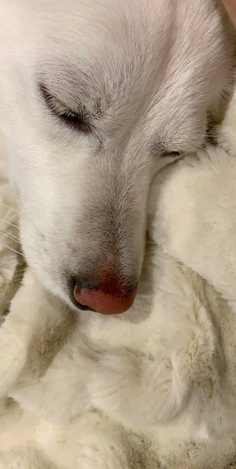 Leo is registered to the contest to win money with this photo: arctic_fox, berger_blanc_suisse, canadian_eskimo_dog, canidae, carnivore, close_up, dog, dog_breed, fur, great_pyrenees, mammal, nose, samoyed, snout, white_shepherd