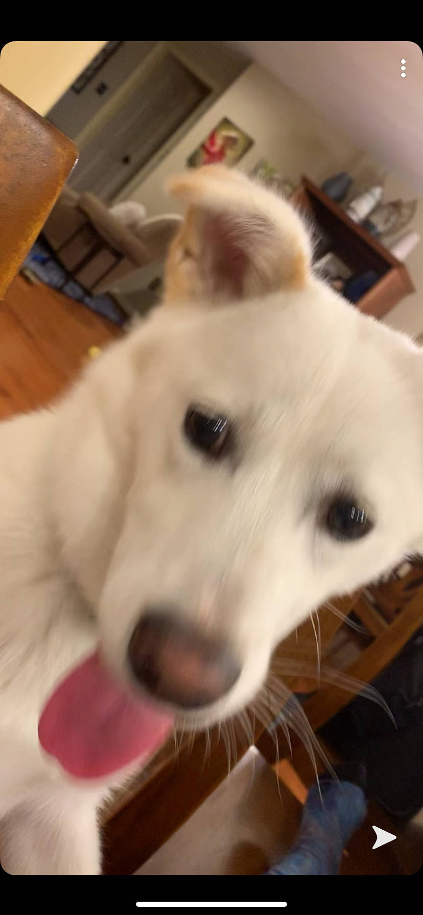 Leo joined the competition — help win amazing prizes! canidae, carnivore, companion_dog, dog, dog_breed, japanese_spitz, kintamani, kishu, korean_jindo_dog, mammal, non_sporting_group, nose, pungsan_dog, puppy, rare_breed_dog, samoyed, skin, snout, sporting_group, vertebrate