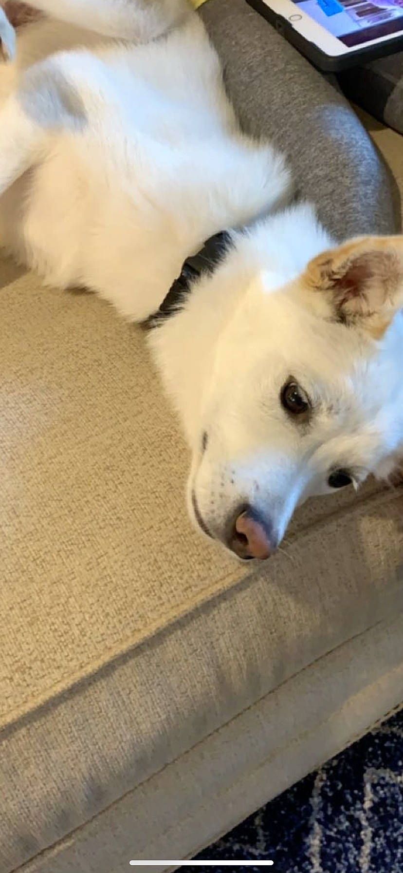 Leo joined the competition — help win amazing prizes! american_eskimo_dog, berger_blanc_suisse, canaan_dog, canidae, carnivore, companion_dog, dog, dog_breed, kintamani, mammal, rare_breed_dog, samoyed, snout, vertebrate, white_shepherd