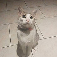 Ruby a rejoint le concours — aidez-le/la à gagner de superbes lots ! cat, pet, animal, feline, indoor, tile_floor, curious, collar, sitting, shadow, white_and_gray, domestic_cat, looking_up, ears_up, whiskers, floor_tiles, small_pet, cute, alert, domestic_animal