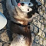 Balthazar participe au concours pour gagner de l'argent avec cette photo : animal, canine, cobblestone, daylight, dog, ears, fur, happy, husky, looking_back, muzzle, nature, outdoor, pavement, pet, playful, resting, sunlight, tail, tongue_out