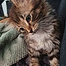 Meya a rejoint le concours — aidez-le/la à gagner de superbes lots ! kitten, cat, furry, cute, curious, pet, animal, whiskers, fluffy, domestic_cat, young, soft, indoor, blanket, cozy, small, adorable, tabby, portrait, cute_animal