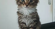 Meya participe au concours pour gagner de l'argent avec cette photo : animal, cat, closeup, curious, cute, domestic, ears, eyes, feline, fluffy, fur, indoor, kitten, pet, portrait, sitting, small, tabby, whiskers, young