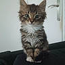 Meya participe au concours pour gagner de l'argent avec cette photo : kitten, cat, tabby, fur, indoor, pet, animal, cute, sitting, whiskers, ears, eyes, feline, young, portrait, domestic, curious, small, fluffy, closeup