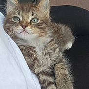 Meya a rejoint le concours — aidez-le/la à gagner de superbes lots ! kitten, cat, tabby, fur, pet, animal, cute, lap, green_eyes, whiskers, paws, relaxed, outdoor, person, clothing, black_pants, white_shirt, bag, curious, young