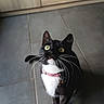 Chaussette participe au concours pour gagner de l'argent avec cette photo : animal, black_and_white, cat, close_up, collar, curious, cute, domestic_cat, feline, floor, indoor, looking_up, pet, portrait, shadow, standing, tile, tuxedo_cat, whiskers, yellow_eyes