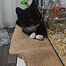 Chaussette participe au concours pour gagner de l'argent avec cette photo : animal, black_and_white_cat, closeup, cozy, curious, curtain, domestic, floor, fur, glass_enclosure, household, indoor, kitten, mat, paw, pet, plant, terrarium, whiskers, young_cat