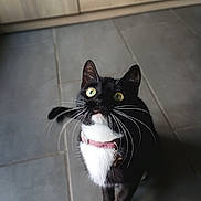 Chaussette participe au concours pour gagner de l'argent avec cette photo : animal, black_fur, cat, close_up, curious, cute, domestic_cat, feline, floor, indoor, looking_up, pet, pink_collar, portrait, tiles, tuxedo_cat, whiskers, white_fur, wooden_cabinet, yellow_eyes