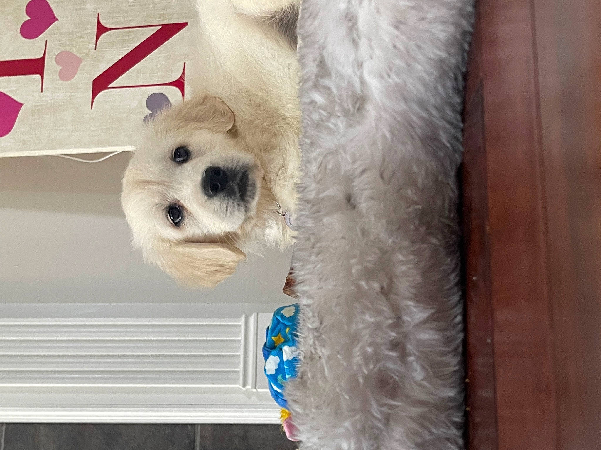 Jolene joined the competition — help win amazing prizes! canidae, carnivore, companion_dog, dog, dog_breed, dog_supply, fawn, fur, giant_dog_breed, non_sporting_group, paw, small_terrier, snout, sporting_group, stuffed_toy, terrestrial_animal, toy_dog, whiskers, wood, working_animal