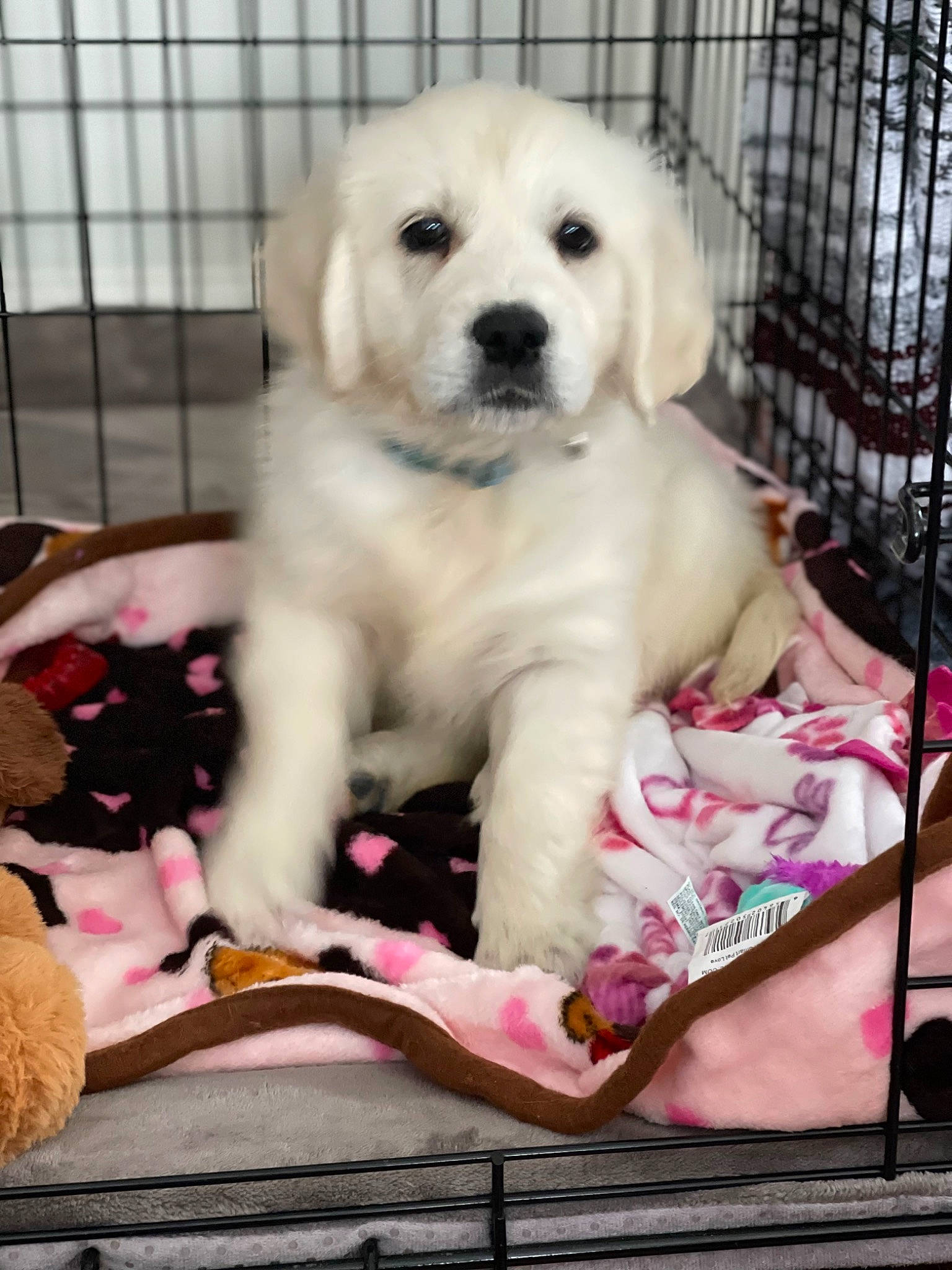 Jolene is registered to the contest to win money with this photo: ancient_dog_breeds, canidae, carnivore, companion_dog, dog, dog_breed, dog_crate, dog_supply, fawn, fur, maltepoo, non_sporting_group, pet_food, pet_supply, puppy_love, sporting_group, terrestrial_animal, toy_dog, working_animal