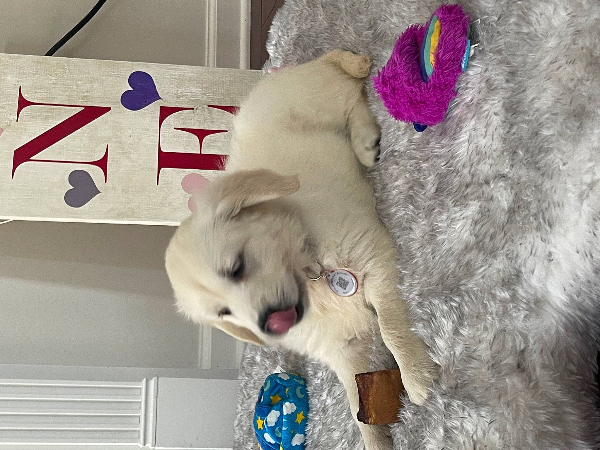 Jolene joined the competition — help win amazing prizes! art, canidae, carnivore, companion_dog, dog, dog_breed, eyelash, fawn, felidae, fur, linens, magenta, natural_material, paw, plush, snout, stuffed_toy, toy, whiskers, working_animal