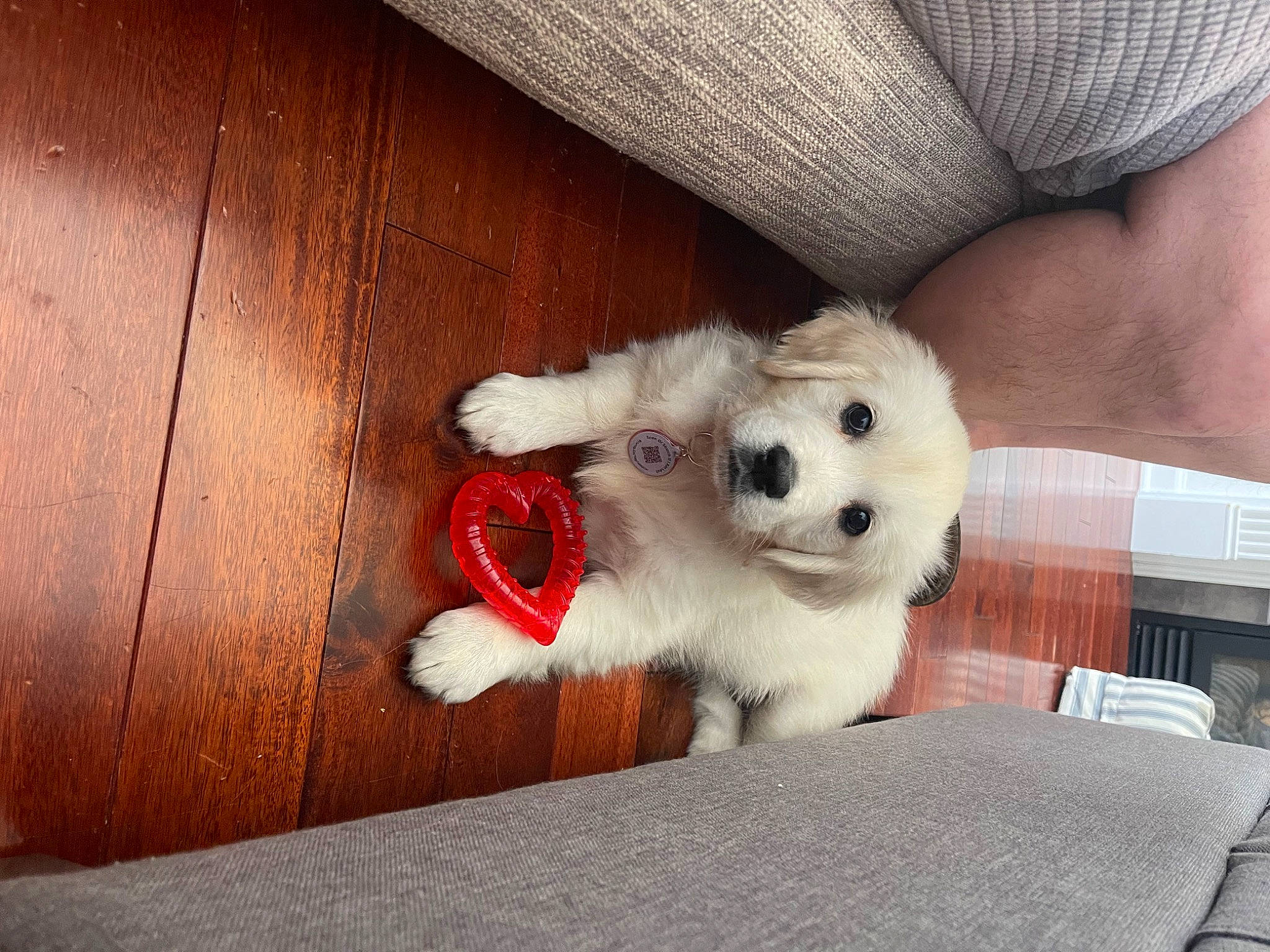 Jolene is registered to the contest to win money with this photo: carnivore, comfort, companion_dog, dog, dog_breed, dog_clothes, dog_supply, fawn, felidae, fur, paw, snout, sporting_group, stuffed_toy, sunglasses, toy, toy_dog, whiskers, wood, working_animal