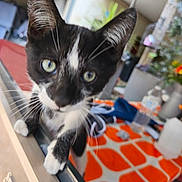 Bibou participe au concours pour gagner de l'argent avec cette photo : kitten, cat, black_and_white, close_up, green_eyes, curious, indoor, table, tablecloth, orange_pattern, water_bottle, household_items, blurry_background, pet, whiskers, fur, playful, young_cat, domestic_animal, close_range