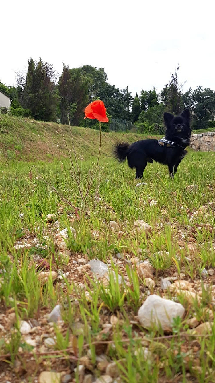 Osky participe au concours pour gagner de l'argent avec cette photo : canidae, carnivore, companion_dog, dog, dog_breed, grass, grassland, groundcover, hill, lawn, meadow, pasture, plant, shrub, sky, sporting_group, tail, tree, wildlife, working_animal