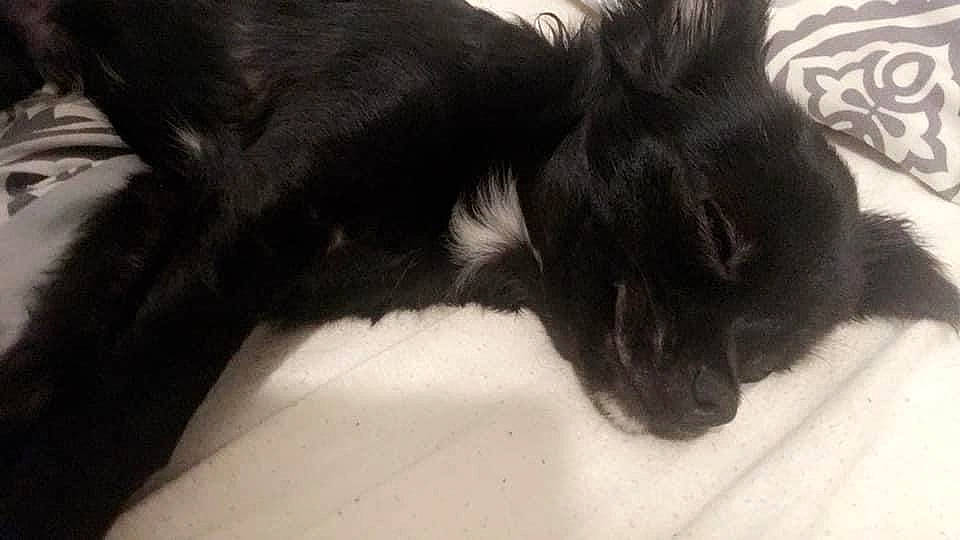 Osky a rejoint le concours — aidez-le/la à gagner de superbes lots ! black, black_cat, carnivore, cat, claw, comfort, dog_breed, felidae, fur, paw, small_to_medium_sized_cats, snout, whiskers, working_animal