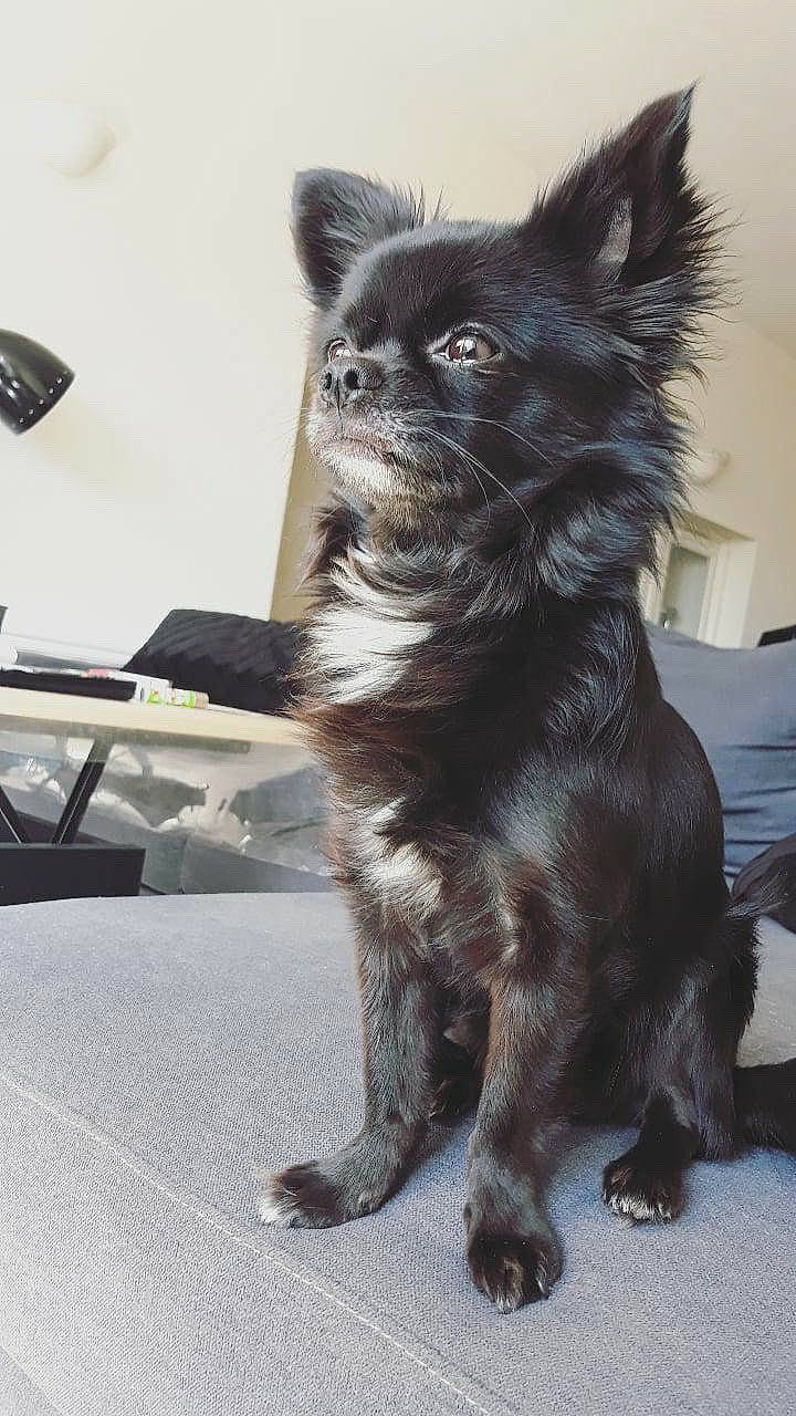 Osky a rejoint le concours — aidez-le/la à gagner de superbes lots ! automotive_mirror, canidae, carnivore, claw, companion_dog, dog, dog_breed, felidae, fur, liver, paw, snout, sporting_group, tail, terrestrial_animal, toy_dog, whiskers, windscreen_wiper, windshield, working_animal